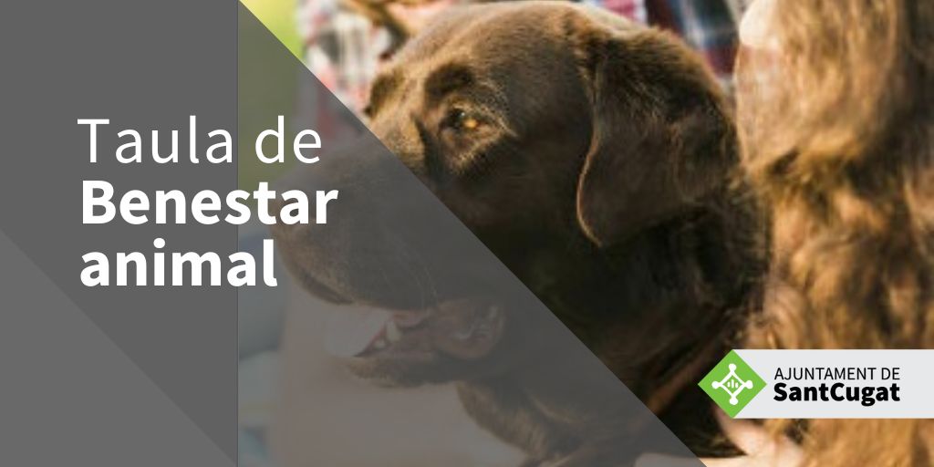 Imatge pels mitjans: Taula de Benestar Animal