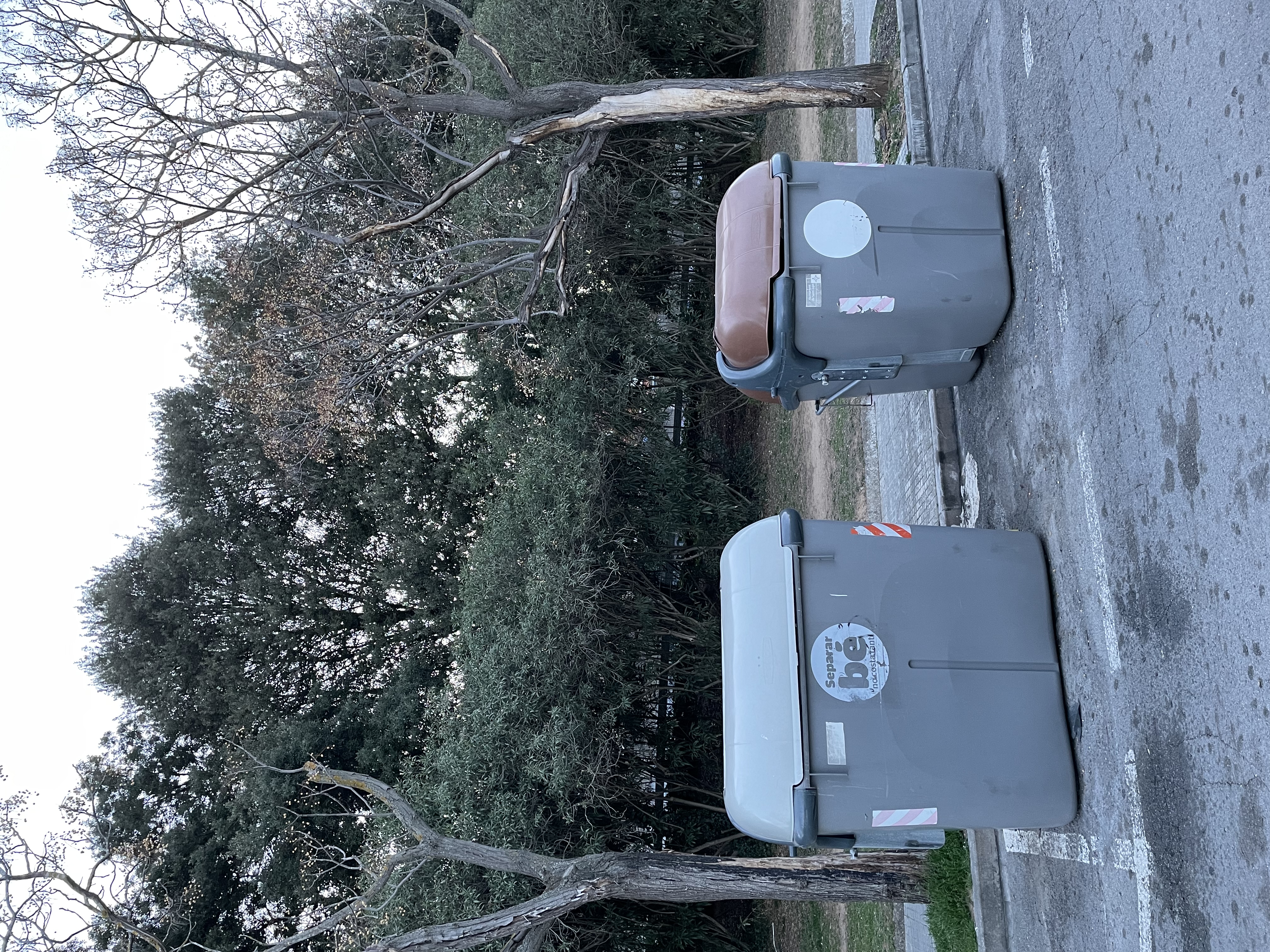 Imatge pels mitjans: Recollida contenidors que respecti l’arbrat
