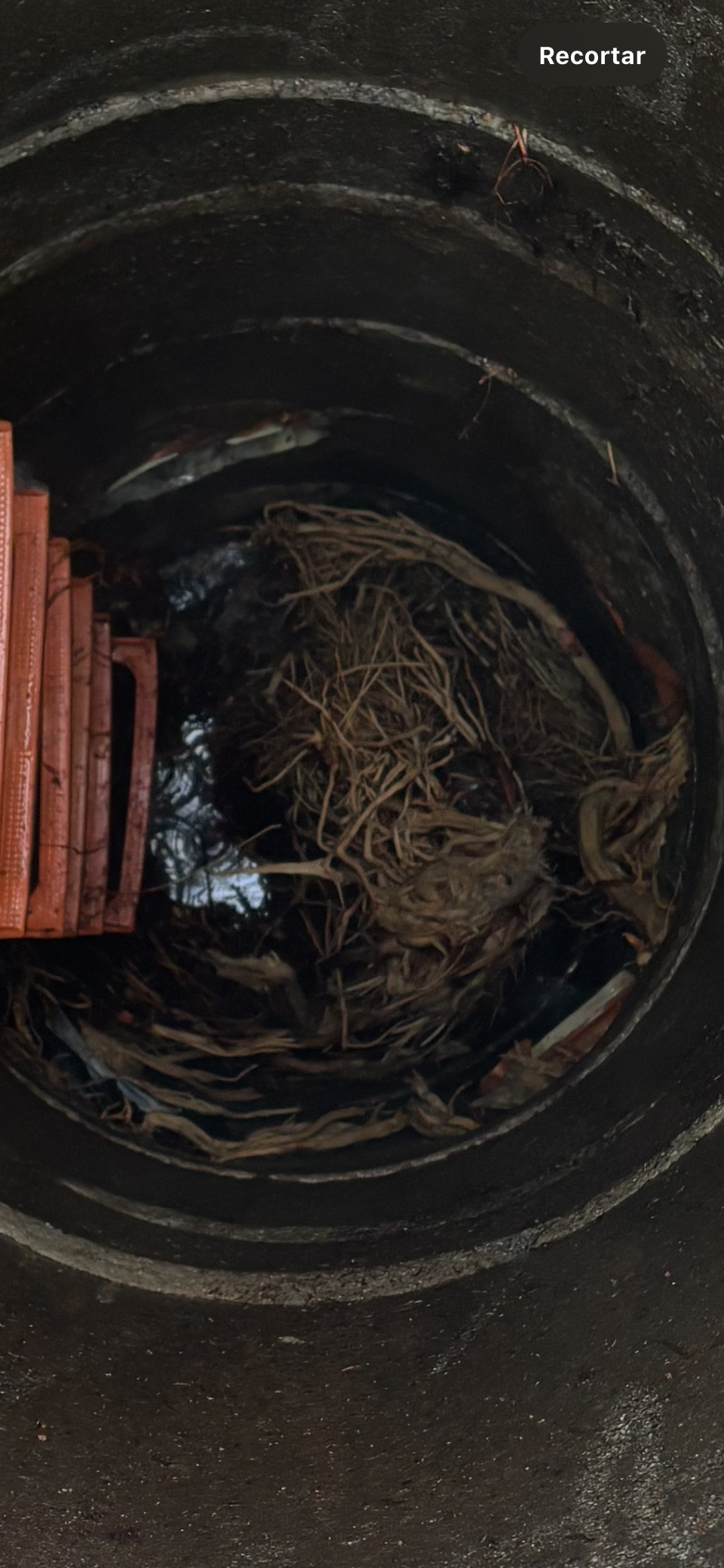 Imatge pels mitjans: Canvi arbrat amb poques arrels i purificador del medi ambient C/d’Antoni Agraz